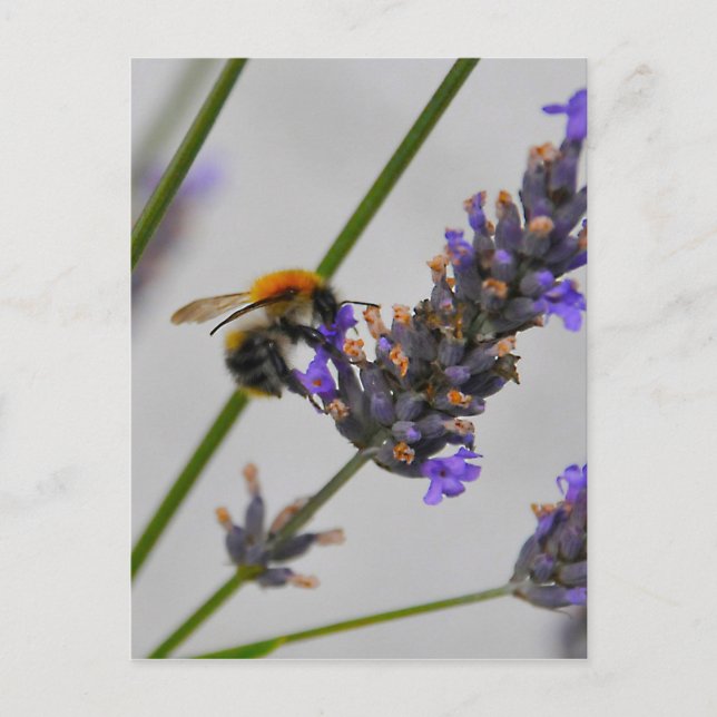 Cartão Postal Natures WonMaravilha Workers (Frente)