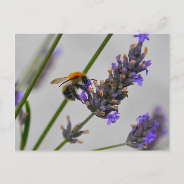 Cartão Postal Natures WonMaravilha Workers (Frente)