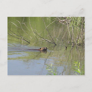 Cartão Postal Natureza 2