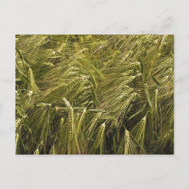 Cartão Postal Natureza Botânica do Grão de Centeio (Frente)