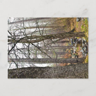 Cartão Postal Natureza cipriota Paisagem Troodos floresta marrom