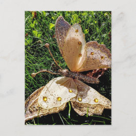 Cartão Postal Natureza da borboleta