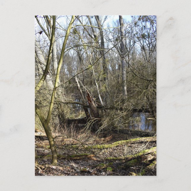 Cartão Postal Natureza das zonas rurais (Frente)