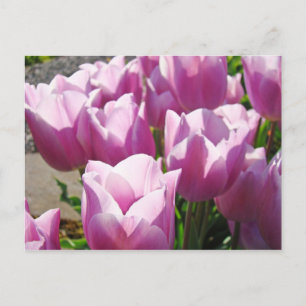 Cartão Postal Natureza Flores De Tulipas Roxas Brilhantes Brilha