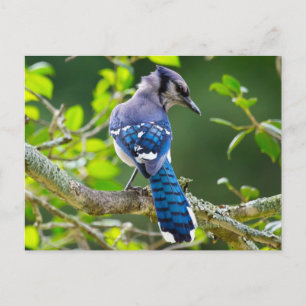 Cartão Postal Natureza Fotografia Shy Blue Jay Roupa presente