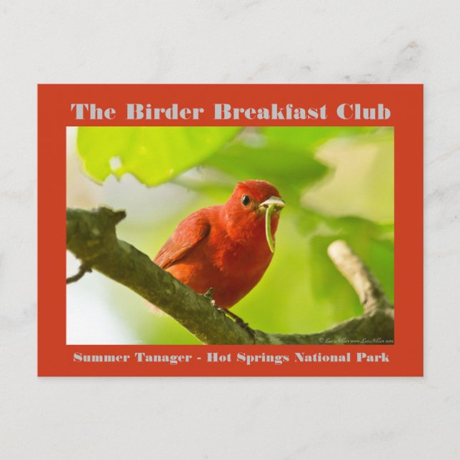 Cartão Postal Natureza Fotografia Summer Tanager Birder (Frente)