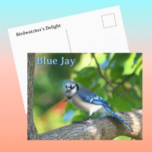 Cartão Postal Natureza Fotográfica Blue Jay Personalizável
