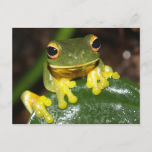 Cartão Postal Natureza - Sapo de Árvore Verde Olhada Laranja