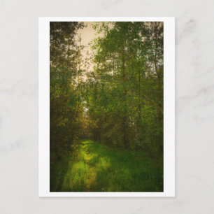Cartão Postal Natureza Verde Árvores Floresta Paisagem Belarus