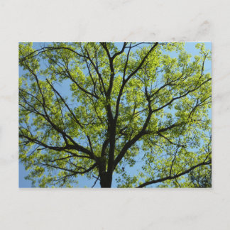 Cartão Postal Natureza vibrante da árvore de carvalho-primavera