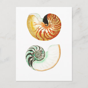 CARTÃO POSTAL "NAUTILUS"