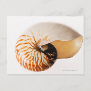 Cartão Postal Nautilus (Nautilus stenomphalus)