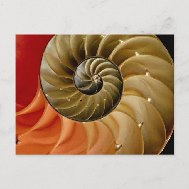 Cartão Postal Nautilus shell Foto (Frente)