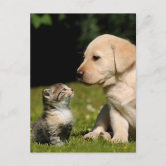 Cartão Postal neblina e sassy