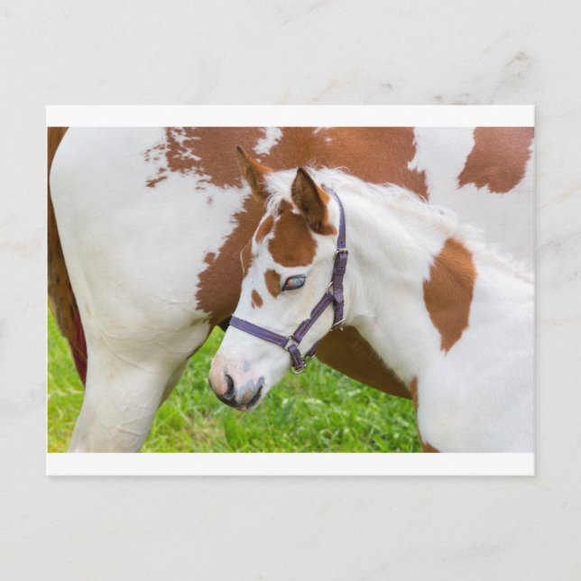 Cartão Postal Neerlandês branco com cavalo.JPG (Frente)