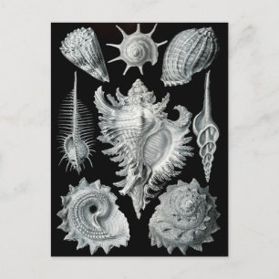 Cartão Postal Negativo Haeckel