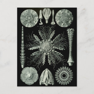 Cartão Postal Negativo Haeckel