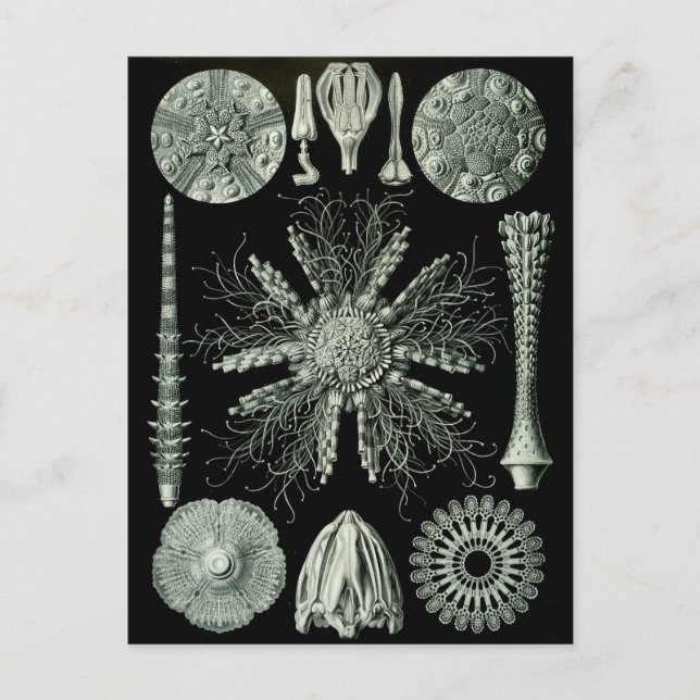 Cartão Postal Negativo Haeckel (Frente)
