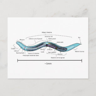 Cartão Postal Nematodo hermafrodita Caenorhabditis elegans 