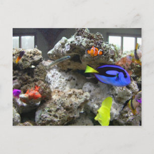 Cartão Postal Nemo Com Sua Gangue