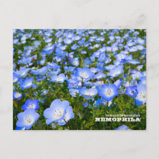 Cartão Postal NEMOPHILA(Baby Blue Eyes)