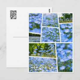 Cartão Postal NEMOPHILA（Baby Blue Eyes）