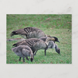 Cartão Postal Nene