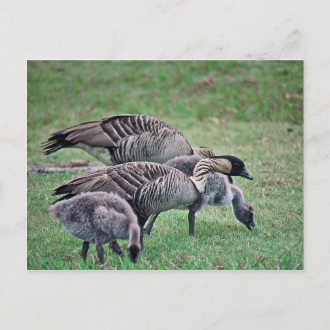 Cartão Postal Nene (Frente)