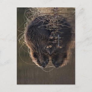 Cartão Postal Nenhuma resolução de mais alto disponível. Beaver_