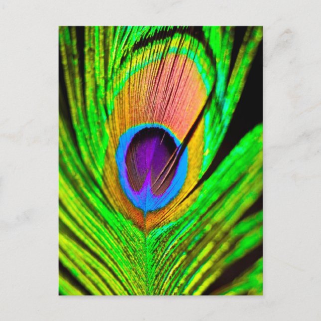 Cartão Postal Neon Colors Peacock Feather (Frente)