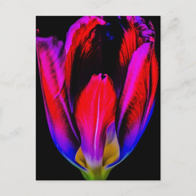 Cartão Postal Neon Glow Tulip (Frente)