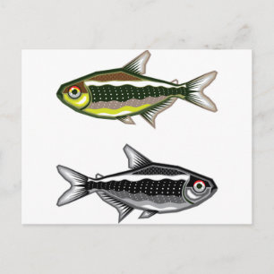 Cartão Postal Neon Tetra aquarium