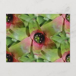 Cartão Postal Neoregelia Bromélia 'Tossed Salad'