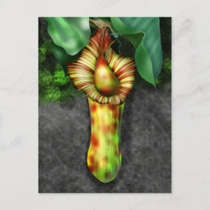 Cartão Postal Nepenthes, Pitcher Plant Illustration