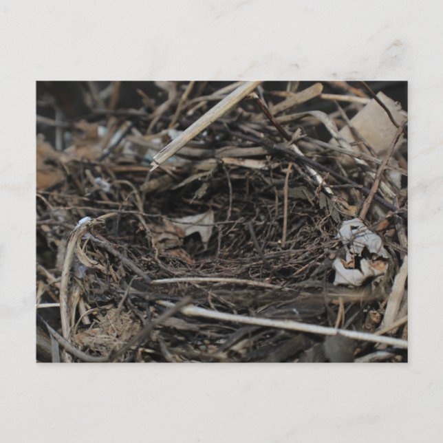 Cartão Postal Nest (Frente)