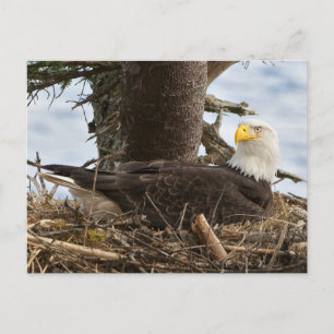 Cartão Postal Nesting Bald Eagle