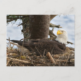 Cartão Postal Nesting Bald Eagle