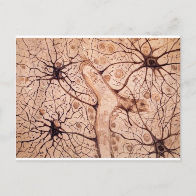 Cartão Postal Neurônios de Cajal 3 (Frente)