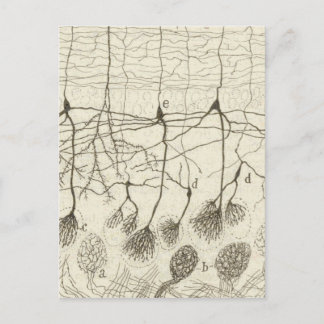 Cartão Postal Neurônios de Cajal 8