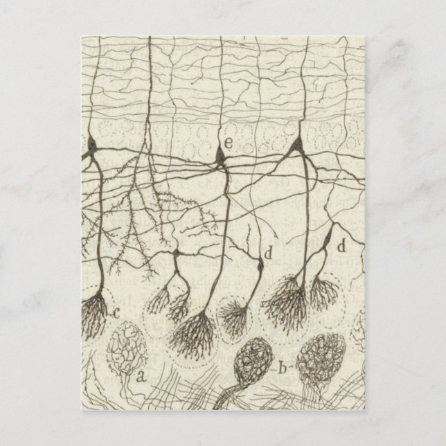 Cartão Postal Neurônios de Cajal 8 (Frente)