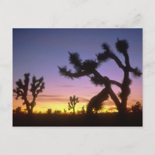 Cartão Postal NEVADA. EUA. Árvores de Josué Yucca brevifolia)
