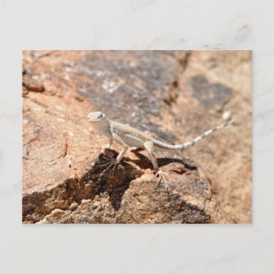Cartão Postal Nevada Lizard olhando para você!