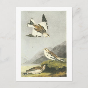 Cartão Postal Neve Bunting por Audubon