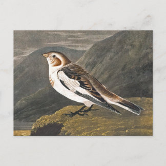Cartão Postal Neve Bunting por John James Audubon, Vintage Bird