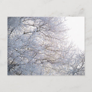 Cartão Postal Neve da Manhã de Inverno Ramos Gelados Natureza