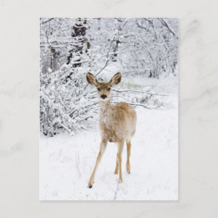 Cartão Postal Neve Deer