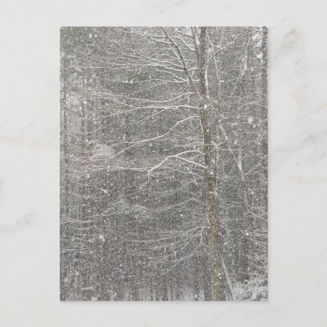 Cartão Postal Neve em queda (Frente)