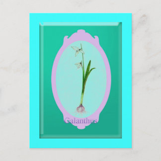 Cartão Postal neves "Galanthus"
