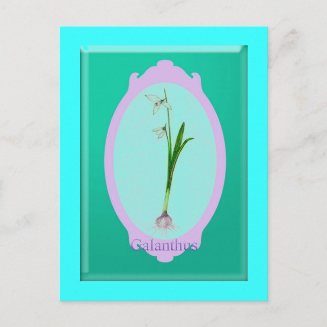Cartão Postal neves "Galanthus" (Frente)