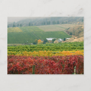 Cartão Postal Nevoeiro rasteja sobre a Gehring Brothers Winery a